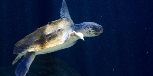 الرقم القياسي لـ 601 عشاً لسلاحف Caretta caretta البحرية على السواحل الإيطالية