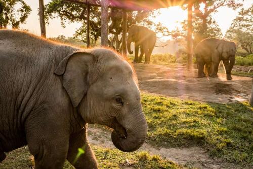 生物多样性、保护工作：一项研究证实了这一点