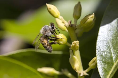 昆虫指南针和消防藤蔓：2023 年受自然启发的技术