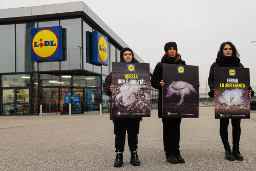 动物福利：因为欧洲各地的人们都在抗议 Lidl