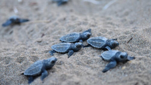 Weitere Babyschildkröten in Ligurien:weitere 8 Neugeborene in Arma di Taggia