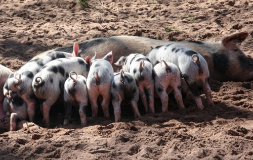 Schweinepest-Alarm, ein neuer Ausbruch bricht aus.Der Kommissar:„Der verheerendste Notfall aller Zeiten“