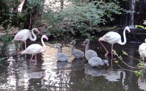 Überraschung in Palermo:5 rosafarbene Flamingoküken tauchen in den Gärten des Palazzo d'Orleans auf