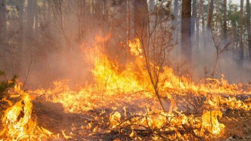 Großbrand auf Sardinien, 4 Jahre für den Brandstifter:130 Hektar Weiden und Wälder gestrichen