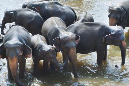 Die Dürre zwingt Namibia zur Ausrottung wilder Tiere, um die Bevölkerung zu ernähren