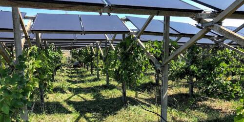 Der erste Bio-Agri-PV-Wein wurde in Apulien geboren