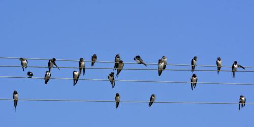 Schwalben und Züchter, die Geschichte einer uralten Verbindung, die allen gut tut