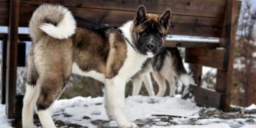 Amerikanischer Akita, der große Hund, der dem legendären Hachiko ähnelt