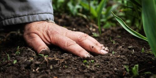 Warum ökologischer Landbau besser ist als konventioneller Landbau:die Ergebnisse einer vierzigjährigen Studie