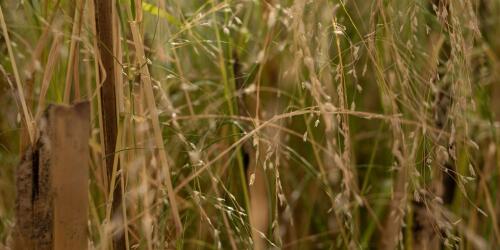 Teff, das uralte Getreide der äthiopischen Tradition, das ebenso klein wie revolutionär ist