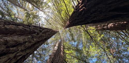 Küstenmammutbäume sind langlebige, anpassungsfähige Wunderwerke in einer sich erwärmenden Welt