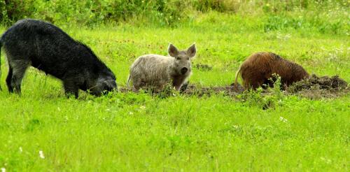 Wilde „Superschweine“ aus Kanada könnten eine neue Front im Krieg gegen Wildschweine werden