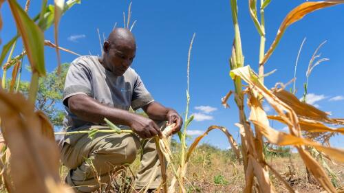 Wie eine durch El Niño verursachte Dürre Hunger ins südliche Afrika brachte