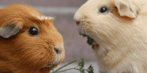 Meerschweinchen:Tipps für ein glückliches und gesundes Leben