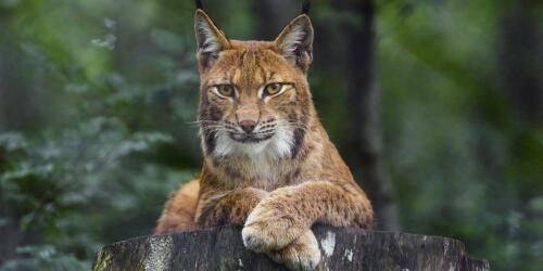 Den Luchs entdecken