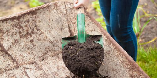 Gemüsegarten im Mai:was gepflanzt werden soll, Ernte und Jobs des Monats