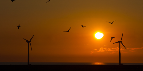 Windkraftanlagen töten weit weniger Vögel als Hauskatzen