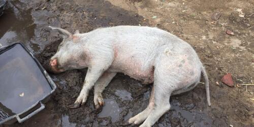 Die zehn Schweine aus dem Tierheim Cuori Liberi wurden bei Protesten von Freiwilligen getötet