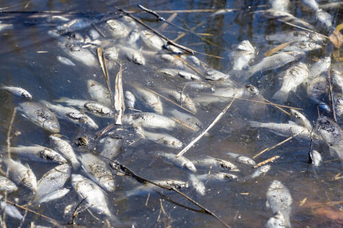 In den Vereinigten Staaten verursachen Düngemittel den Tod von Hunderttausenden Fischen