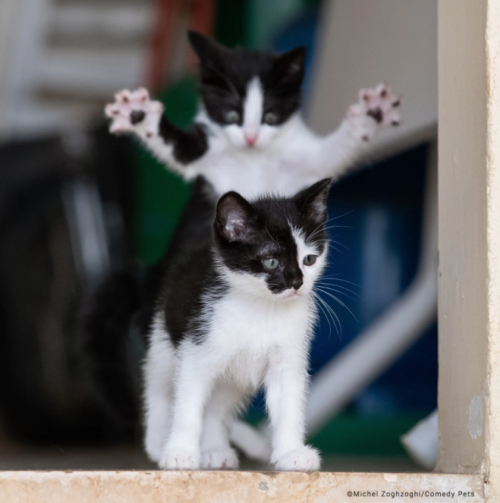 Die 11 Gewinner der Comedy Pet Photo Awards 2023 wurden bekannt gegeben, dem Wettbewerb, der die lustigsten Aufnahmen von Haustieren belohnt – die Fotos