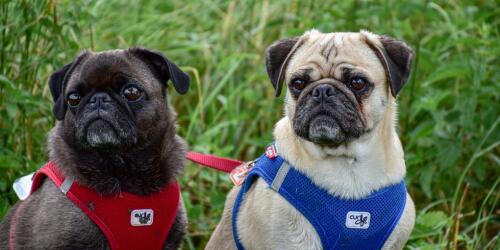 Auch brachyzephale Hunde leiden unter Magen-Darm-Problemen