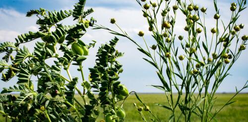 Informatik kann Landwirten dabei helfen, alternative Nutzpflanzen und nachhaltige Anbaumethoden zu erforschen