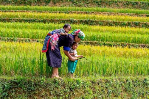 Mit Chim:die vietnamesische Insel, vergessen durch die landwirtschaftliche Entwicklung, die das Land jetzt inspiriert