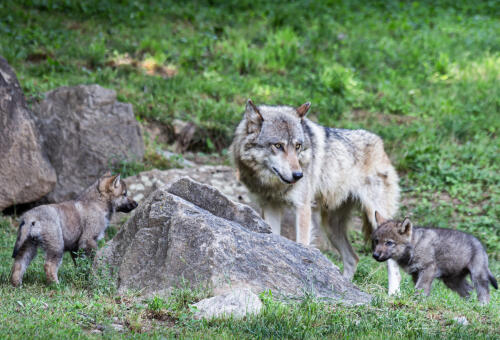 Die Europäische Kommission hat die Überarbeitung des Status von Wölfen vorgeschlagen:sie könnten rausgeschmissen werden