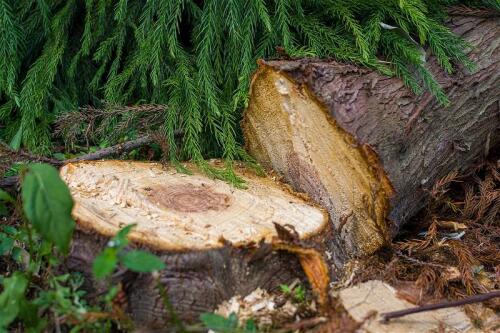 Wald-Kohlenstoffausgleich:Alles, was Sie wissen müssen