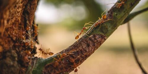 GreenAnt, künstliche Intelligenz und Satelliten im Dienste der Landwirtschaft