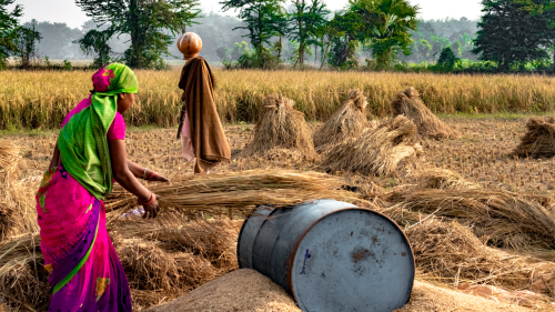 Klimakrise:Studie zum Hotspot der Ungleichheit zeigt, wo Frauen in der Landwirtschaft am stärksten betroffen sind