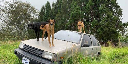 Ausgesetzte Hunde und Katzen, was die neuen Sanktionen zur Bekämpfung des Phänomens bieten