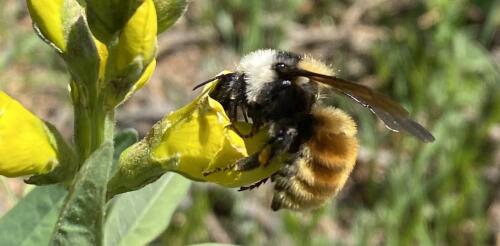 Ich habe ein Jahrzehnt lang im Sommer jede Woche dieselbe subalpine Wiese in den Rocky Mountains besucht und mir die Wechselwirkungen angeschaut – hier ist, was ich gelernt habe