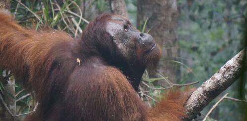 Um zu sehen, wie sich Rauch auf gefährdete Orang-Utans auswirkt, haben wir ihre Stimmen während und nach massiven Waldbränden in Indonesien untersucht