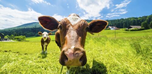 Neuseeland will das Rülpsen von Kühen besteuern – deshalb ist das nicht die beste Klimalösung