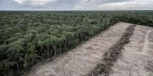 Die Klima- und Naturkrisen sind eng miteinander verbunden:Zehn wichtige Punkte nach der COP 27 in Ägypten