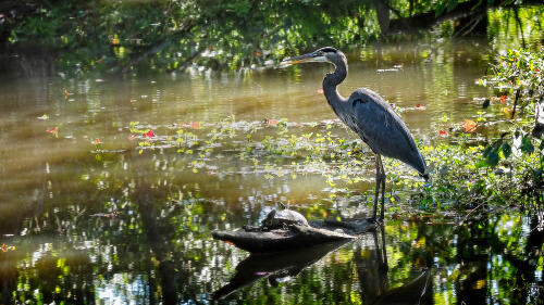 Studierende der Grundlagen der Ökologie helfen bei der Wiederherstellung wildlebender Tiere