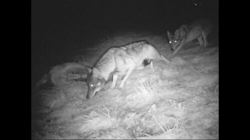 Trient tötet Bären und Bozen tötet Wölfe, berichten Tierschützer