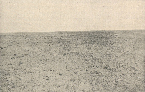 „Das am stärksten gefährdete Ökosystem“:Rückgang der Grasland-Wildtiere in West-Texas, Great Plains