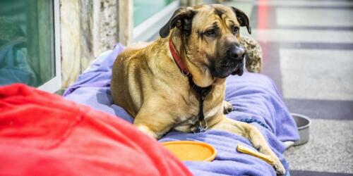 In Mailand kümmern sich ehrenamtliche Tierärzte um obdachlose Hunde