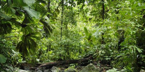 Um den Wald Costa Ricas zu schützen, wird ein „digitaler Zwilling“ benötigt