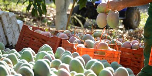 Von Mango bis Avocado werden in Italien zunehmend tropische Früchte angebaut