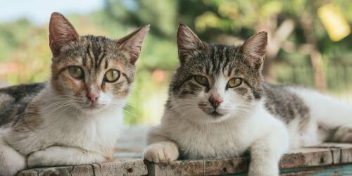 In Villasimius werden die Streunerkatzen mit dem Erlös der Kurtaxe sterilisiert