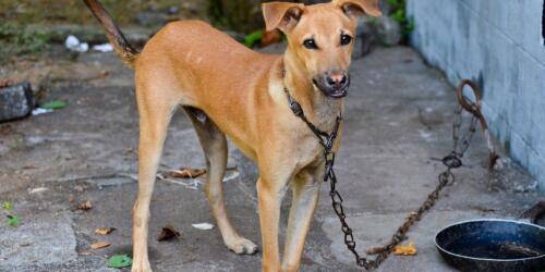 Angekettete Hunde:Sommerbrände stellen eine echte Bedrohung dar