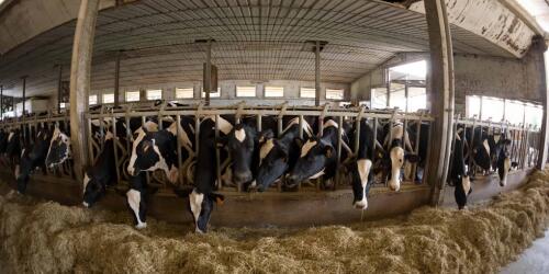 Über die intensive Landwirtschaft hinaus wurde der Gesetzentwurf in der Kammer veröffentlicht