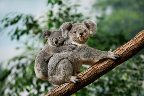 In Australien werden der Abholzung von Wäldern Grenzen gesetzt, um Koalas zu retten