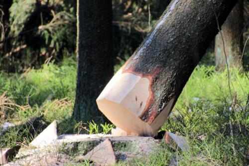 Die Regierung hebt Beschränkungen für die Abholzung von Wäldern auf, um die Holzindustrie wieder anzukurbeln