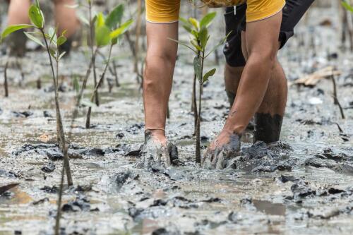 Brasilien:Wo einst eine riesige Mülldeponie war, gedeiht heute ein Mangrovenwald