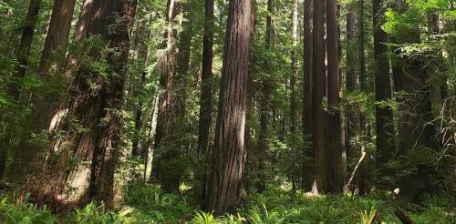 Satelliten erkennen keinen wirklichen Klimavorteil durch 10 Jahre Wald-Kohlenstoffkompensation in Kalifornien