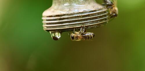 Bienen stehen vor vielen Herausforderungen – und der Klimawandel erhöht den Druck